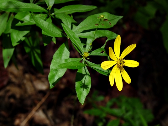 {Coreopsis major}